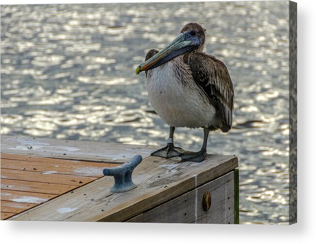 Pelican Acrylic Print featuring the photograph Pelican at the dock #1 by Wolfgang Stocker