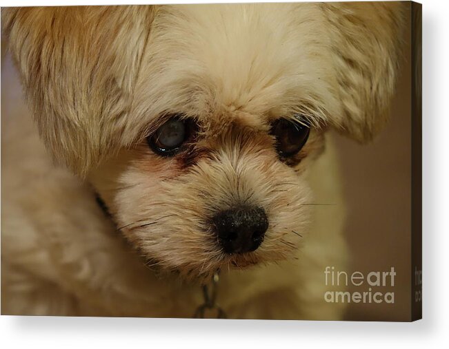 Pet Portrait Acrylic Print featuring the photograph Pet Portrait - Annie by Laura Wong-Rose