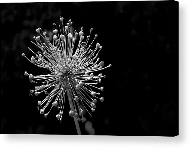 Nature Acrylic Print featuring the photograph Pincushion #1 by Robert Ullmann