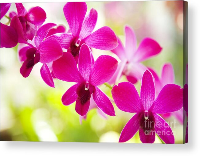 Afternoon Acrylic Print featuring the photograph Pink Orchid Lei #1 by Dana Edmunds - Printscapes