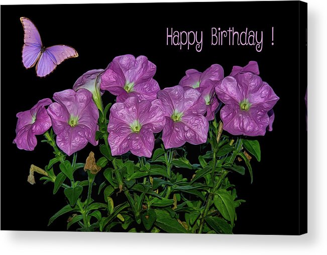 Flower Acrylic Print featuring the photograph Pink Petunia On Black by Cathy Kovarik