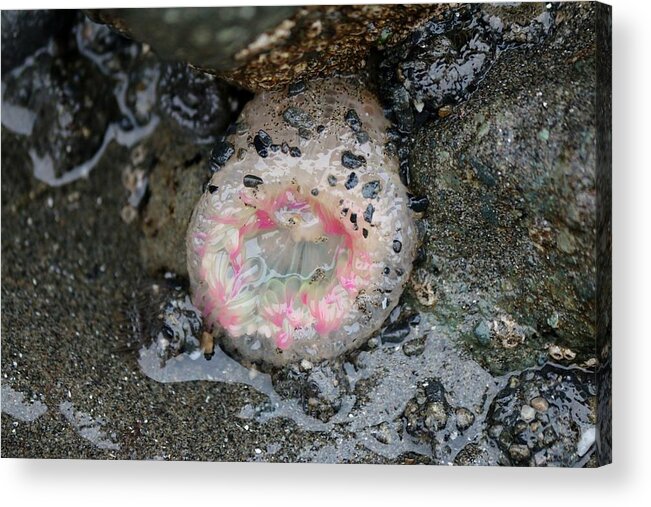 Pink-tipped Anemone Acrylic Print featuring the photograph Pink-Tipped Anemone #1 by Christy Pooschke