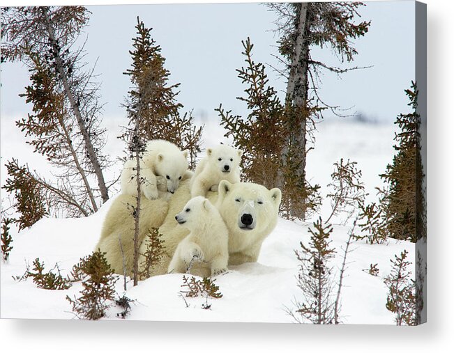 Mp Acrylic Print featuring the photograph Polar Bear Ursus Maritimus Trio by Matthias Breiter