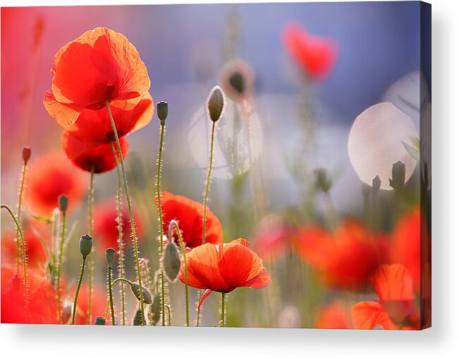 Macro Acrylic Print featuring the photograph Poppy Delight #1 by Roeselien Raimond