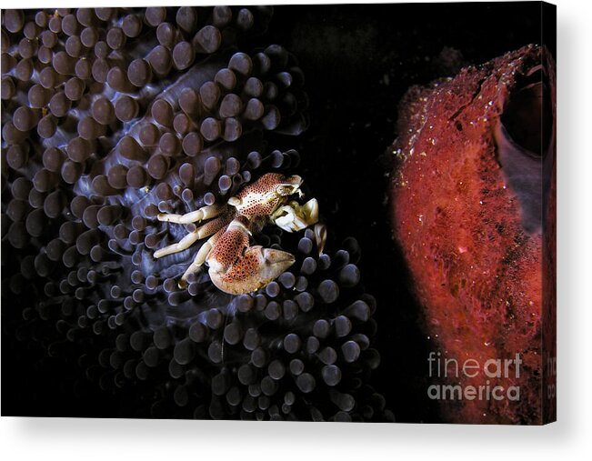 Animals Acrylic Print featuring the photograph Porcelain crab #1 by Joerg Lingnau