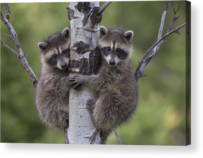 00176520 Acrylic Print featuring the photograph Raccoon Two Babies Climbing Tree by Tim Fitzharris