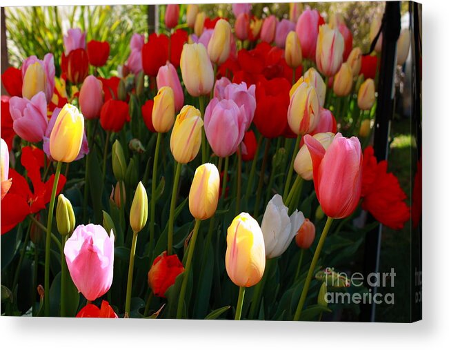 Tulips Acrylic Print featuring the photograph Colourful Tulips by Elaine Teague