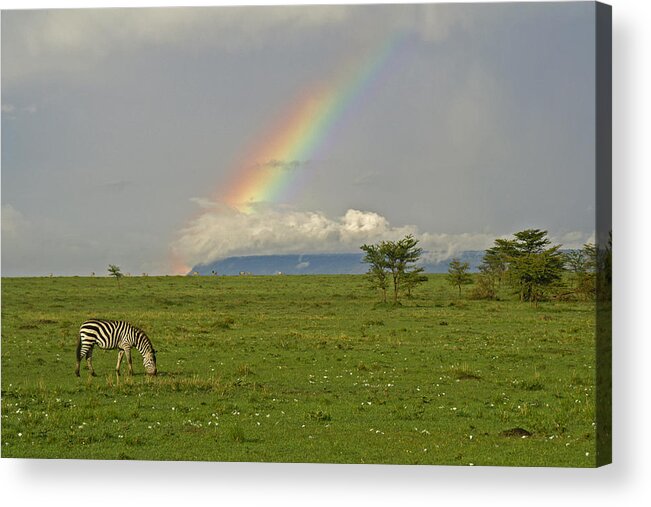 Africa Acrylic Print featuring the photograph Rainbow Over the Masai Mara #1 by Michele Burgess