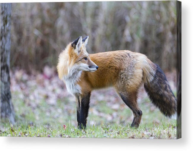 Fox Acrylic Print featuring the photograph Red Fox #1 by Josef Pittner