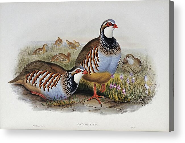 Pheasant Acrylic Print featuring the painting Red Legged Partridges #1 by John Gould