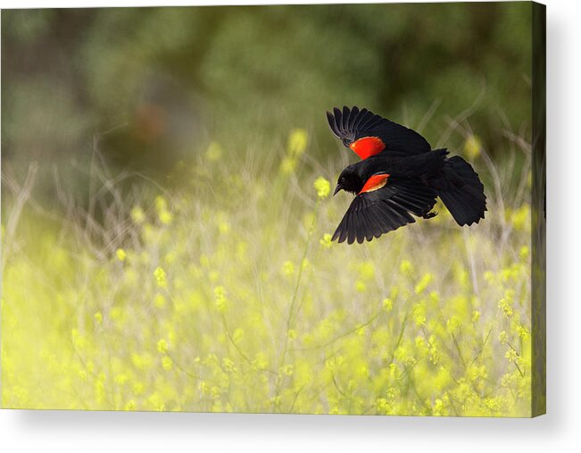Blackbird Acrylic Print featuring the photograph Red Winged Blackbird in Flight #1 by Susan Gary