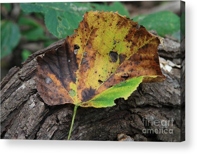 Fall Acrylic Print featuring the photograph Resting #1 by Rick Rauzi