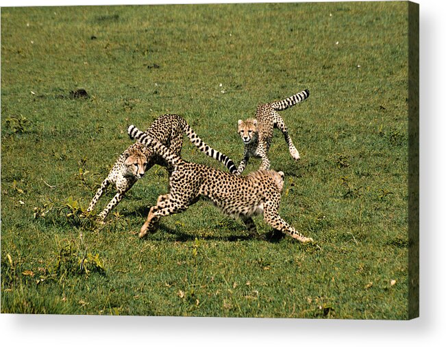Africa Acrylic Print featuring the photograph Ring Around the Cheetahs #1 by Michele Burgess