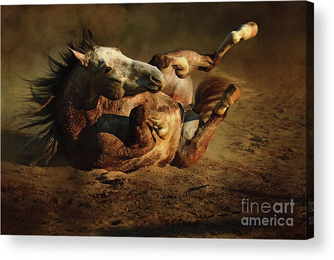 Animal Acrylic Print featuring the photograph Beautiful Rolling Horse by Dimitar Hristov