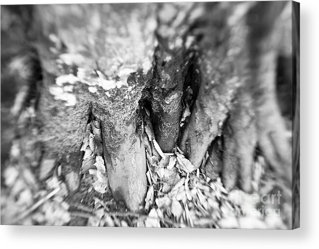 Flower Acrylic Print featuring the photograph Roots #1 by Gabriela Insuratelu