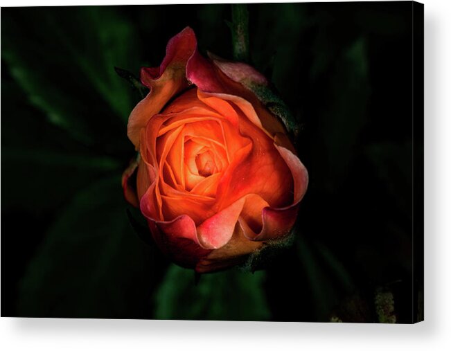Jay Stockhaus Acrylic Print featuring the photograph Rose #1 by Jay Stockhaus