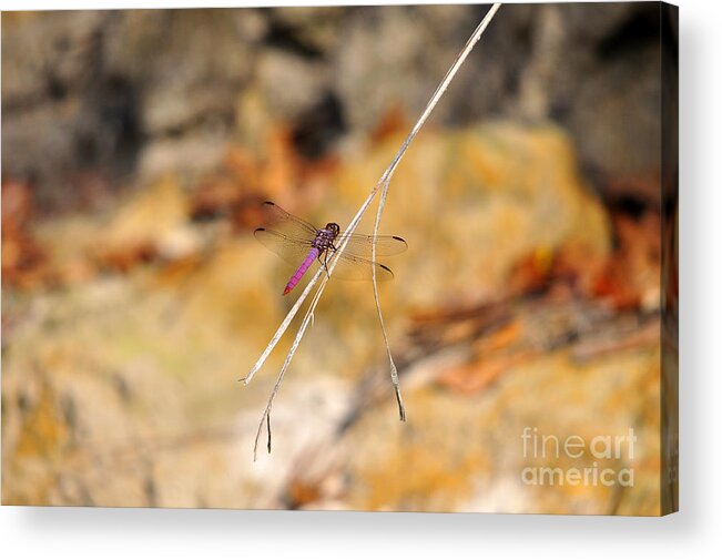 Roseate Skimmer Acrylic Print featuring the photograph Fuchsia Fly by Al Powell Photography USA