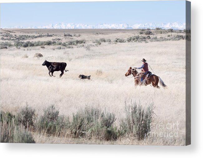 Cowboy Acrylic Print featuring the photograph Round Up #1 by Cindy Singleton