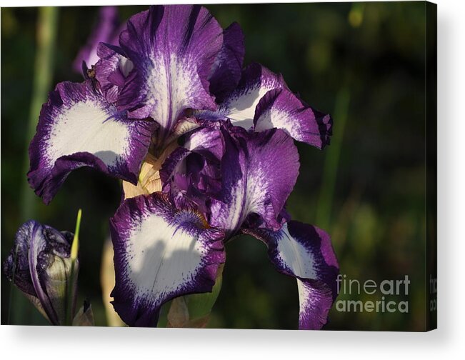 Purple Acrylic Print featuring the photograph Royal #1 by Nona Kumah