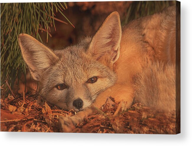 Animal Acrylic Print featuring the photograph San Joaquin Kit Fox #1 by Brian Cross