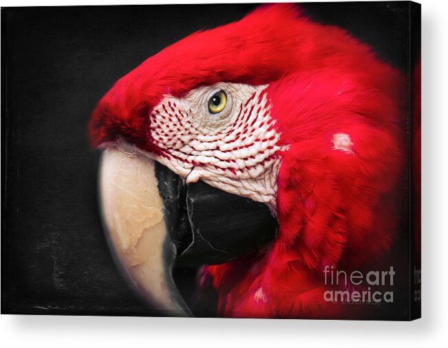 Scarlet Macaw Acrylic Print featuring the photograph Scarlet Macaw - Ara Macao #1 by Sharon Mau
