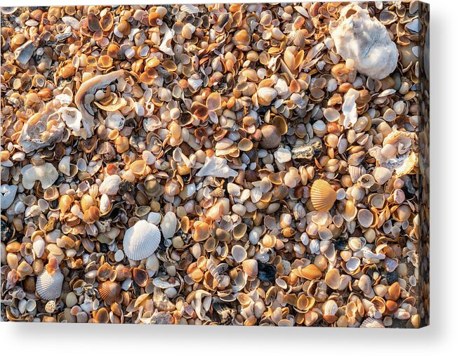 Photography Acrylic Print featuring the photograph Sea Shells by the Seashore, Amelia Island, Florida #2 by Dawna Moore Photography