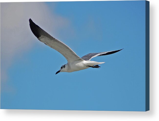  Acrylic Print featuring the photograph 1- Seagull by Joseph Keane