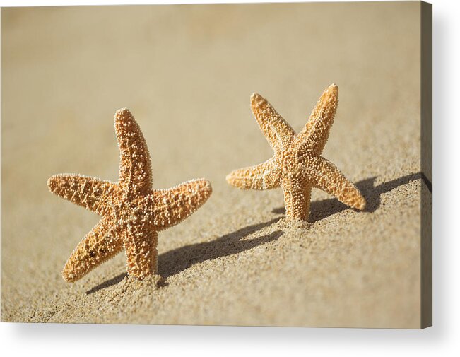 Afternoon Acrylic Print featuring the photograph Seastars on Beach #1 by Mary Van de Ven - Printscapes