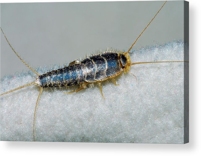 Photograph Acrylic Print featuring the photograph Silverfish #1 by Larah McElroy