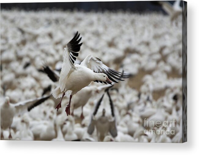 2016 Acrylic Print featuring the photograph Snow Geese - Middle Creek, PA #1 by Craig Shaknis
