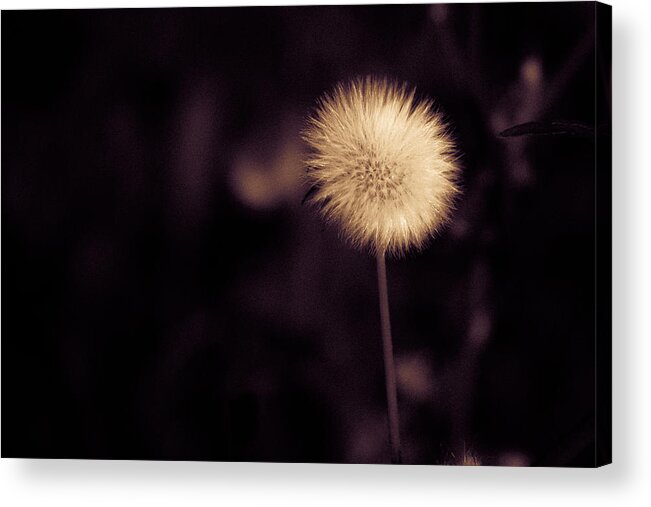 Flower Acrylic Print featuring the photograph Tuft by Lora Lee Chapman