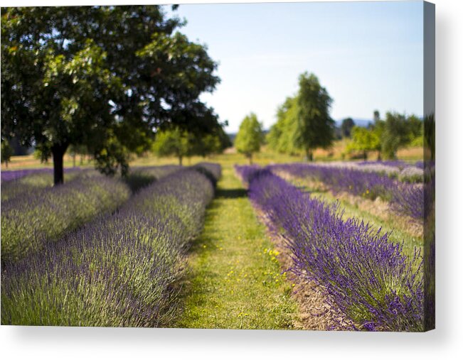 Lavender Acrylic Print featuring the photograph Splash #1 by Rebecca Cozart