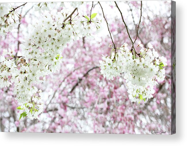 Flowers Acrylic Print featuring the photograph Spring Cherry Blossoms #1 by Trina Ansel