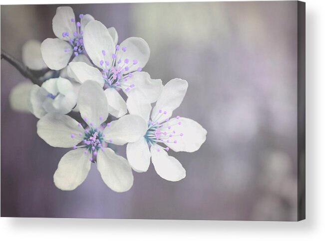 Blossom Acrylic Print featuring the photograph Spring tenderness #1 by Rumiana Nikolova