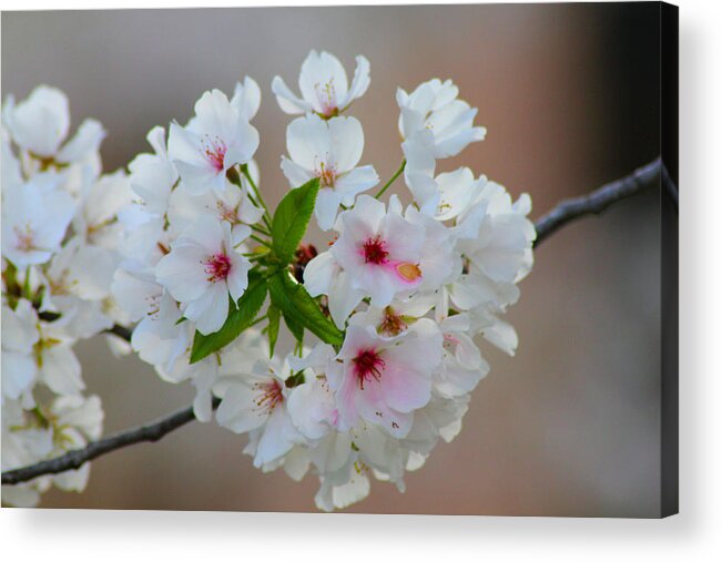 Tree Acrylic Print featuring the photograph Springtime Bliss #1 by Karen Wagner