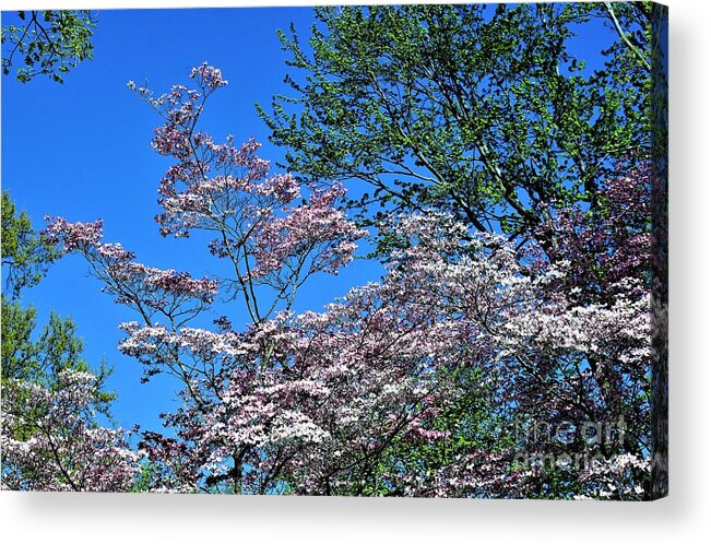 Flowers Acrylic Print featuring the photograph Springtime in Louisville by Merle Grenz