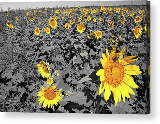 Missouri Acrylic Print featuring the photograph Sunflowers #1 by Steve Stuller