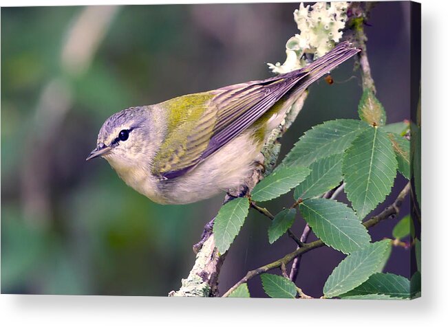 Warbler Photo Acrylic Print featuring the photograph Tennessee Warbler #2 by Jim E Johnson