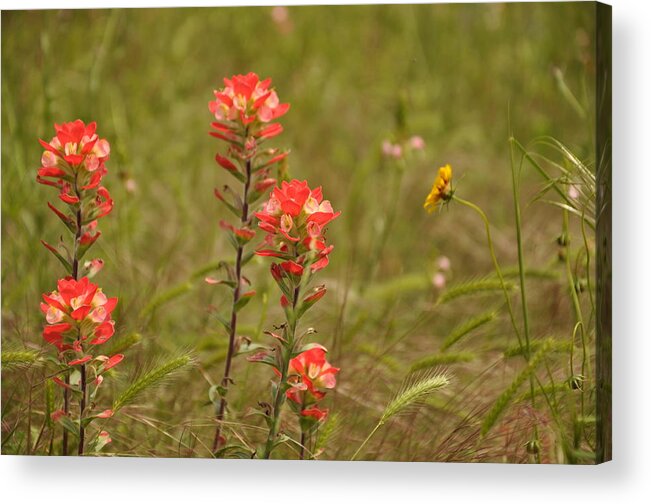 Texas Hill Country Acrylic Print featuring the photograph Texas Paintbrush by Frank Madia