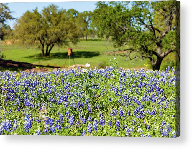 Austin Acrylic Print featuring the photograph Texas Wildflowers #1 by Raul Rodriguez