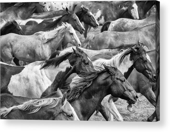 Horses Acrylic Print featuring the photograph The Herd #1 by Ryan Courson