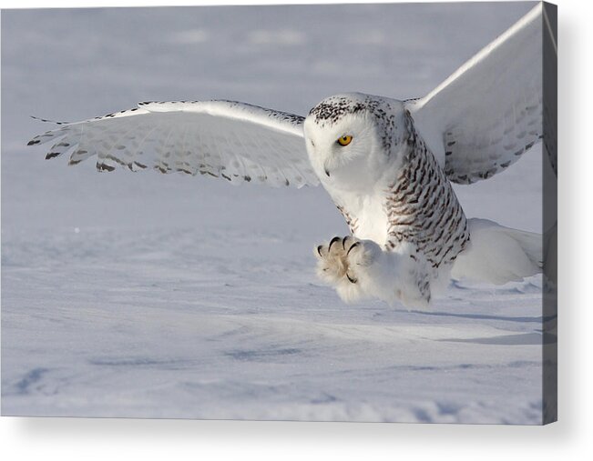 Nature Acrylic Print featuring the photograph The White Hunter #1 by Mircea Costina