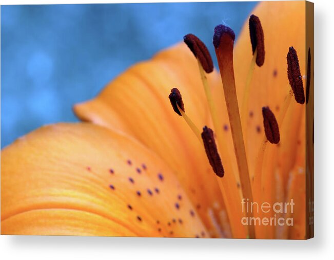 Flora Acrylic Print featuring the photograph Tiger Bright by Baggieoldboy