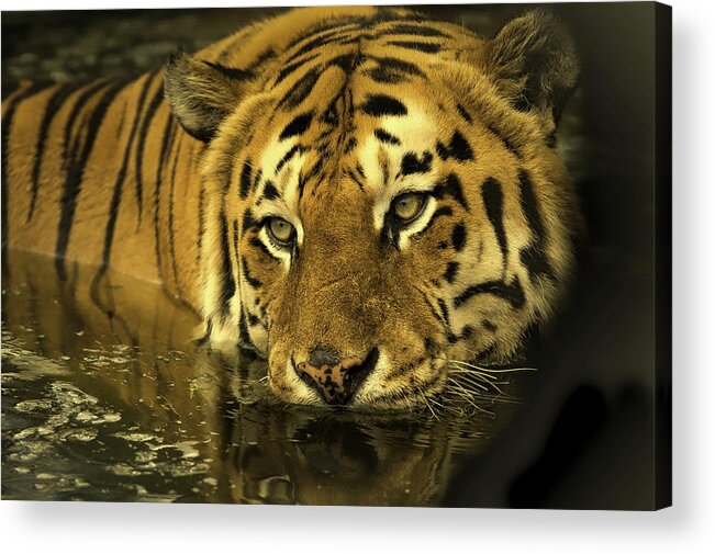 Tiger Acrylic Print featuring the photograph Tiger In Water #1 by Mountain Dreams
