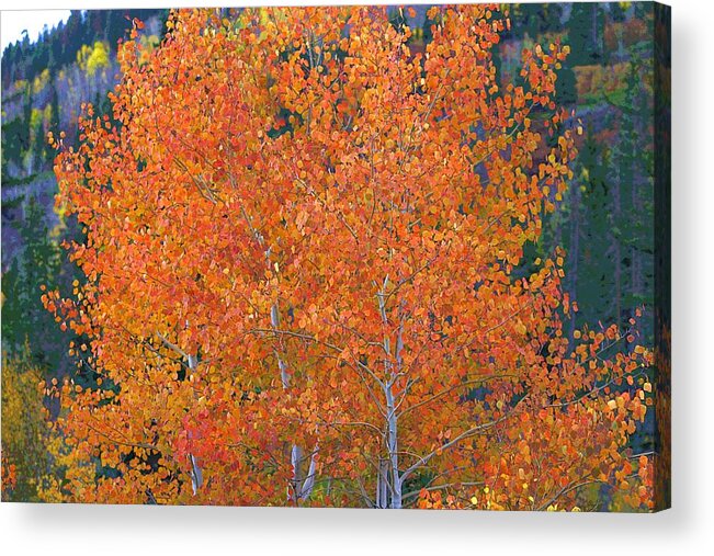 Autumn Acrylic Print featuring the digital art Translucent Aspen Orange #1 by Gary Baird