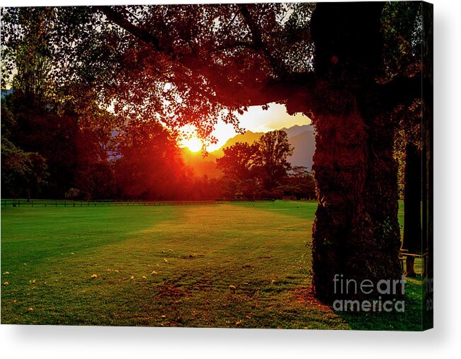 Tree Acrylic Print featuring the photograph Tree and Sunset #1 by Mats Silvan