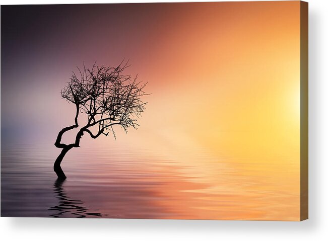 Outdoors Acrylic Print featuring the photograph Tree at lake #1 by Bess Hamiti