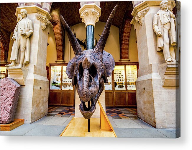 Triceratops Acrylic Print featuring the photograph Triceratops Skull #1 by Ed James