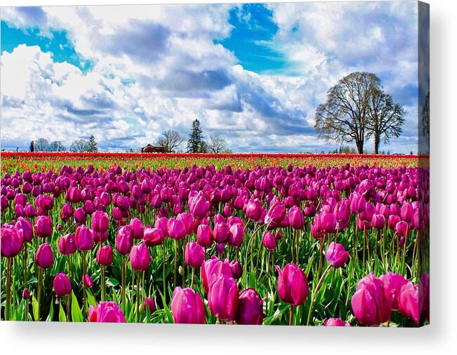 Tulips Acrylic Print featuring the photograph Tulip Field #2 by Brian Eberly