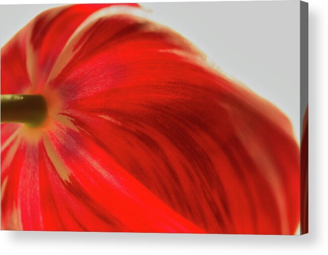 Tulip Acrylic Print featuring the photograph Tulip #1 by Kevin Schwalbe
